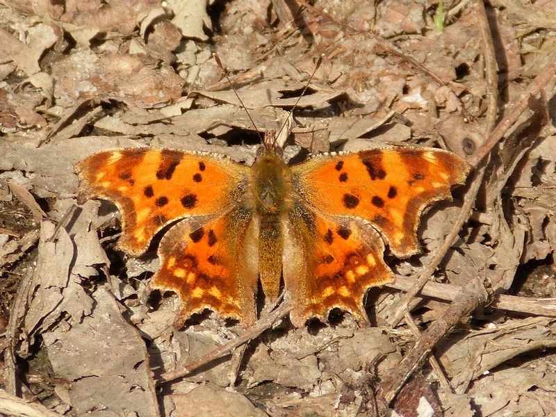 Polygonia c album